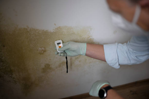 Best Emergency Mold Remediation  in Moriarty, NM